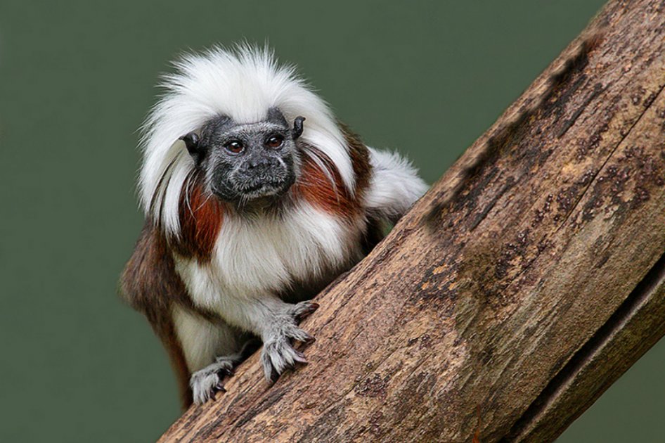 Bioexplora Cotton-top Tamarin