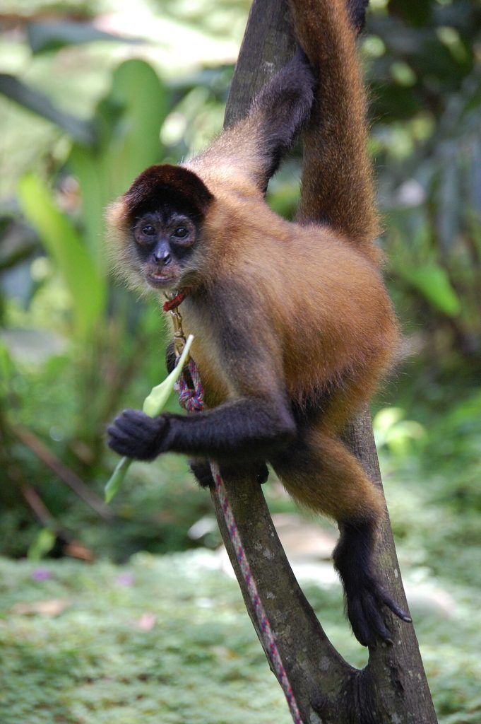 Bioexplora Geoffroy’s Spider Monkey