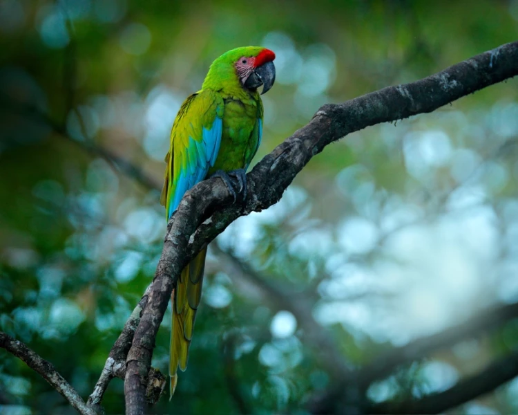 Bioexplora Great Green Macaw