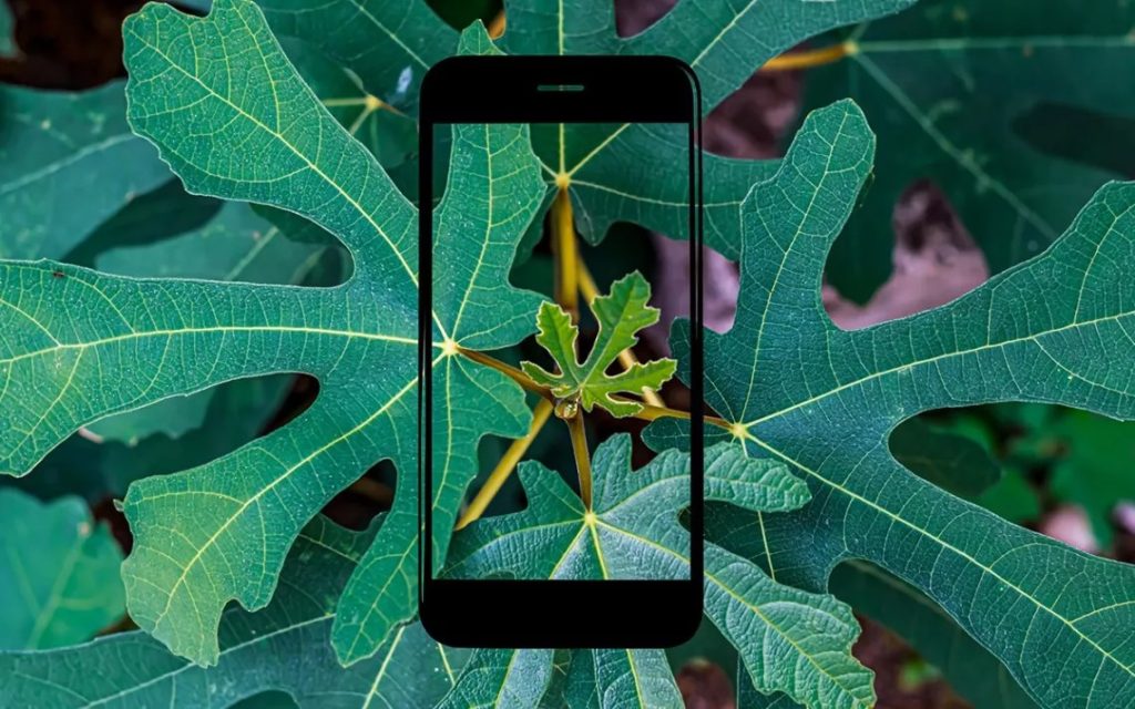 iNaturalist iPhone App